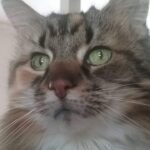 Schilderen op Nummer Huisdierportret op Maat: Maak van je Harige Vriend een Kunstwerk photo review