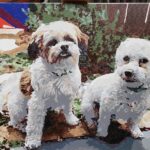 Schilderen op Nummer Huisdierportret op Maat: Maak van je Harige Vriend een Kunstwerk photo review