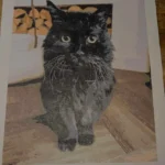 Schilderen op Nummer Kit met Eigen Foto | Persoonlijk Canvas Cadeau photo review